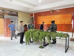 Satgas Gabungan Temukan Ladang Ganja di Dua Distrik